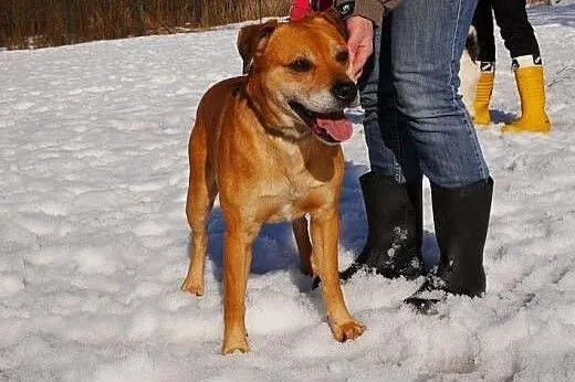 Tofi w pilnej potrzebie szuka domu tymczasowego,  