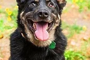 ALIK - cudowny, łagodny psiak który kocha dzieci do adopcji,  mazowieckie Warszawa