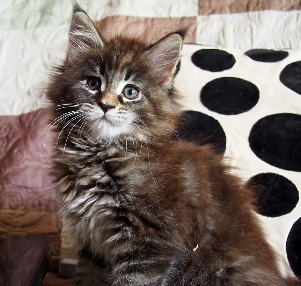 Maine Coon duże, piękne rodowodowe kocięta gotowe