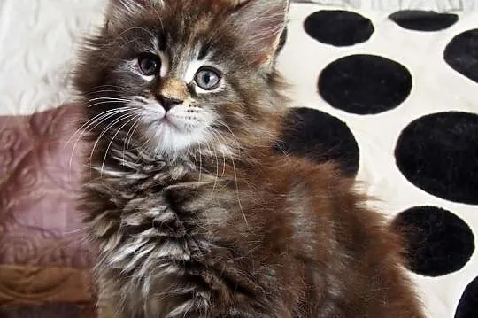 Maine Coon duże, piękne rodowodowe kocięta gotowe 