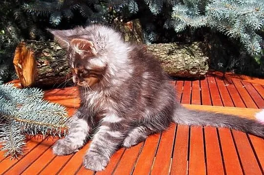 Maine Coon duże, piękne rodowodowe kocięta gotowe 