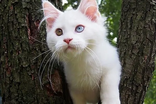 Maine Coon duże, piękne rodowodowe kocięta gotowe 
