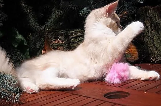 Maine Coon duże, piękne rodowodowe kocięta gotowe 