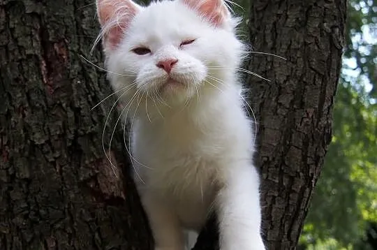 Maine Coon duże, piękne rodowodowe kocięta gotowe 