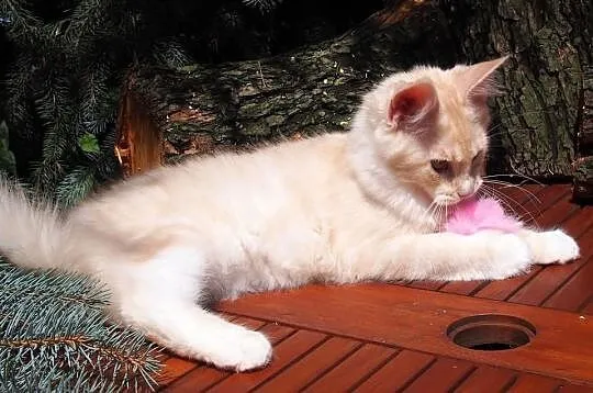 Maine Coon duże, piękne rodowodowe kocięta gotowe 