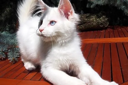 Maine Coon duże, piękne rodowodowe kocięta gotowe 