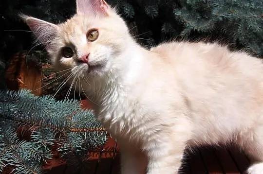 Maine Coon duże, piękne rodowodowe kocięta gotowe 