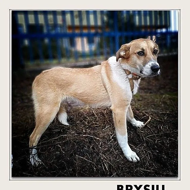 BRYŚ,10mies.doceliwo duzy,łagodny,szczepiony pies.ADOPCJA, , Wrocław