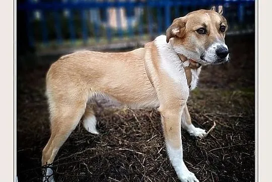 BRYŚ,10mies.doceliwo duzy,łagodny,szczepiony pies.ADOPCJA