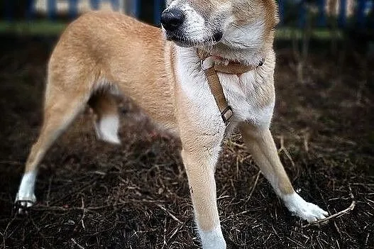 BRYŚ,10mies.doceliwo duzy,łagodny,szczepiony pies.ADOPCJA, , Wrocław