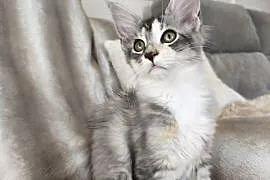 Adele kotka Maine coon