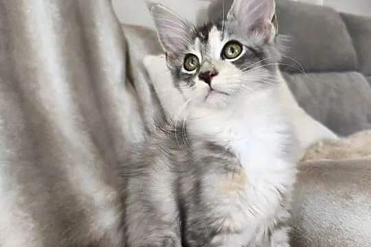 Adele kotka Maine coon