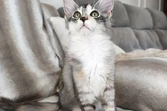 Adele kotka Maine coon, Podkarpackie, Lipa