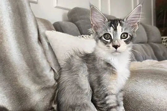 Adele kotka Maine coon, Podkarpackie, Lipa