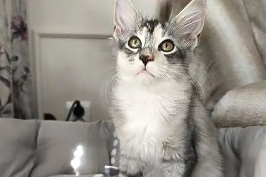 Adele kotka Maine coon, Podkarpackie, Lipa