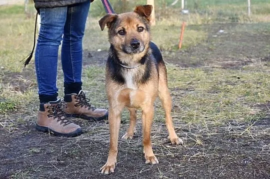 Uroczy senior Tofik szuka domu, , Głogów