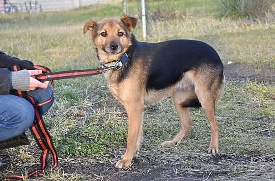 Uroczy senior Tofik szuka domu, , Głogów