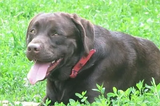 Labrador Labradory z rodowodem i chipem