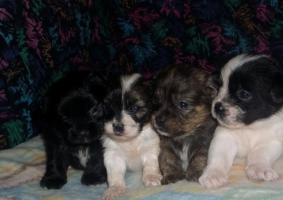 Szczeniaczki shih-tzu- york