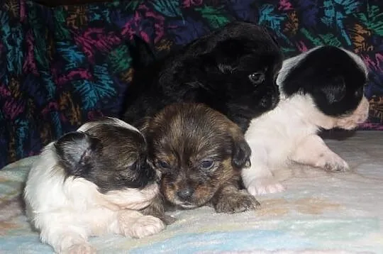 Szczeniaczki shih-tzu- york