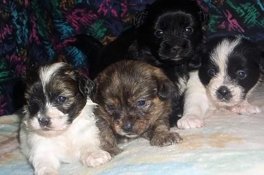 Szczeniaczki shih-tzu- york