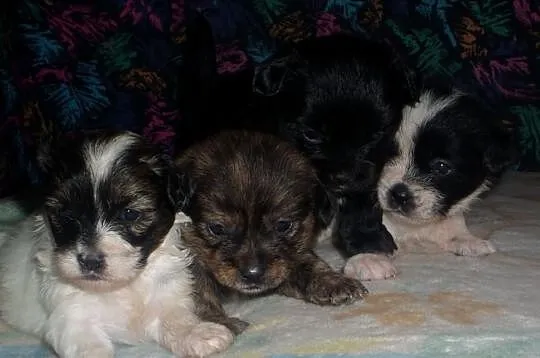 Szczeniaczki shih-tzu- york