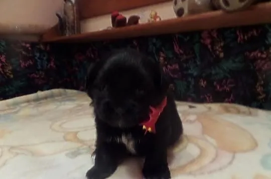 Szczeniaczki shih-tzu- york
