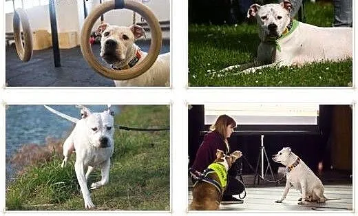 Amstaffka Lunka czeka na dobry dom, Amstaff cała