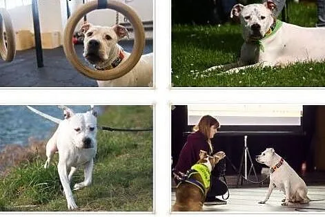 Amstaffka Lunka czeka na dobry dom,  Amstaff cała 