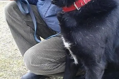 NERO - głodny, słaby, pozostawiony na ulicy