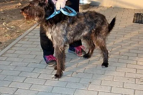 Swen szuka domu,  dolnośląskie Głogów