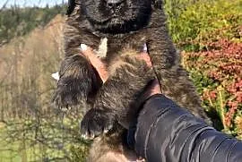 Leonberger suczki po Championach ( FCI)
