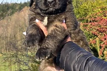 Leonberger suczki po Championach ( FCI)