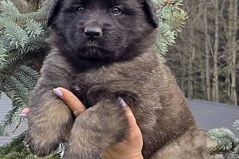 Leonberger suczki po Championach ( FCI), Małopolskie, Andrychów