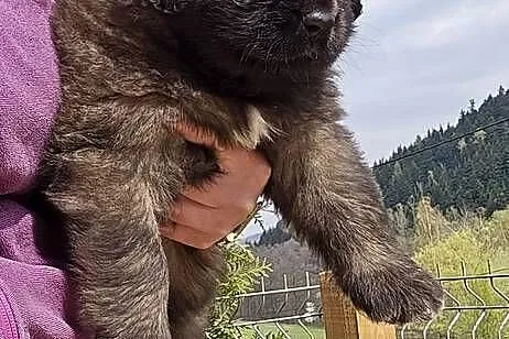Leonberger suczki po Championach ( FCI), Małopolskie, Andrychów