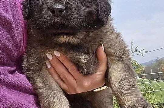 Leonberger suczki po Championach ( FCI), Małopolskie, Andrychów