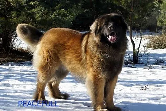 Leonberger suczki po Championach ( FCI), Małopolskie, Andrychów