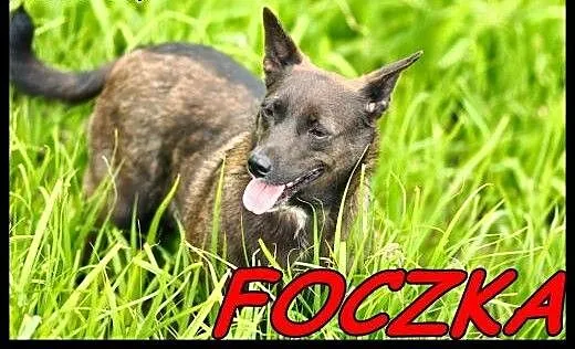 W typie jamnika suczka Foczka do ADOPCJI !!, mało