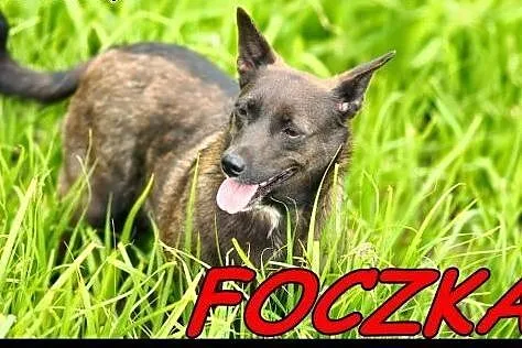 W typie jamnika suczka Foczka do ADOPCJI !!, małopolskie Kraków