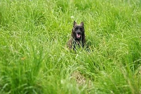 W typie jamnika suczka Foczka do ADOPCJI !!,  mało
