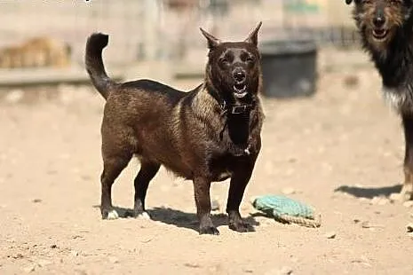 W typie jamnika suczka Foczka do ADOPCJI !!,  mało