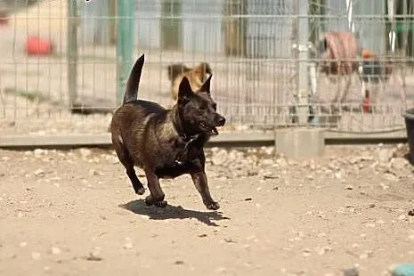 W typie jamnika suczka Foczka do ADOPCJI !!,  mało