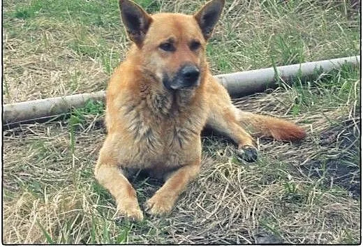 Piękny pies stróżujący do adopcji!, mazowieckie W