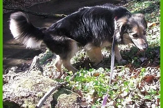 Piękny pies stróżujący do adopcji!,  mazowieckie W