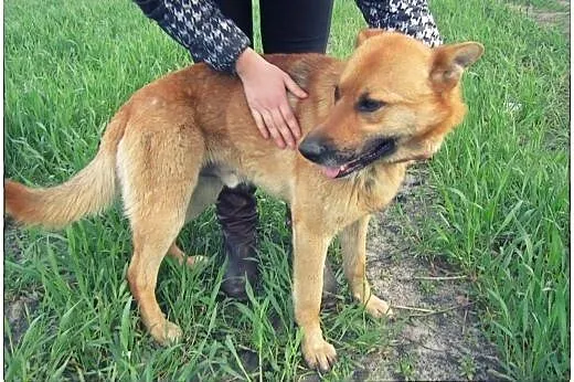 Piękny pies stróżujący do adopcji!,  mazowieckie W