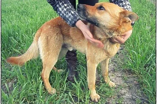 Piękny pies stróżujący do adopcji!,  mazowieckie W