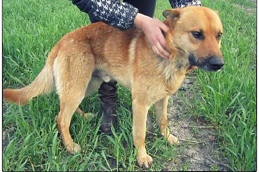 Piękny pies stróżujący do adopcji!,  mazowieckie W