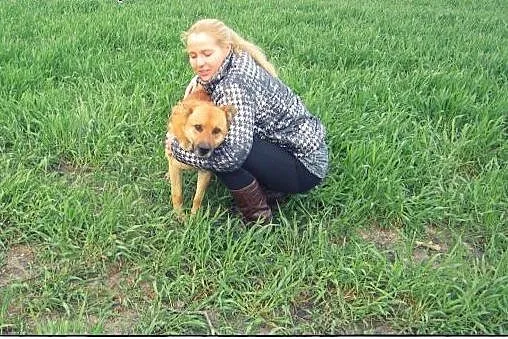 Piękny pies stróżujący do adopcji!,  mazowieckie W
