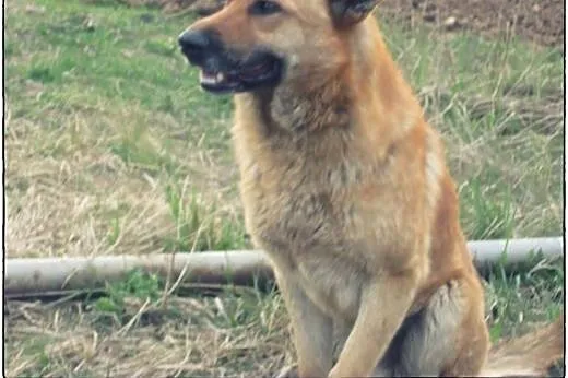 Piękny pies stróżujący do adopcji!,  mazowieckie W