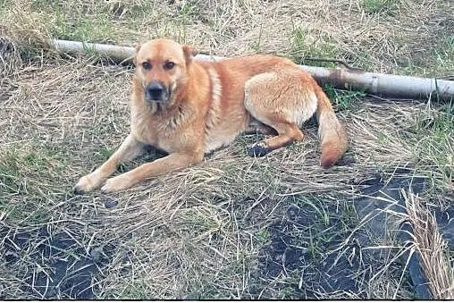 Piękny pies stróżujący do adopcji!,  mazowieckie W